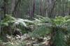 2004_04_02_034_OZ_BlueMountains_RuinedCastelTour.jpg