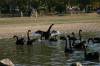2004_04_12_005_OZ_Canberra_swans.jpg