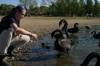 2004_04_12_012_OZ_Canberra_swans.jpg